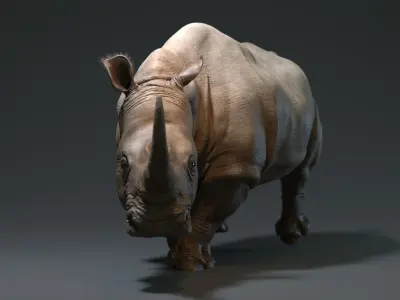 Rhino Low-poly 3D model buy
