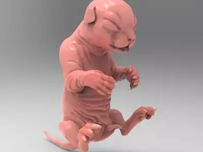 Fetal Kitten Cat Fetus 3D model