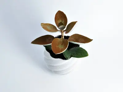 Modern PLANT POT Diluvian for succult planters to big pots 3D print model