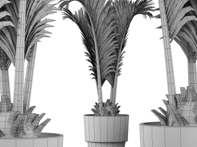 Plants Collection 130 Palm for pool 3D model