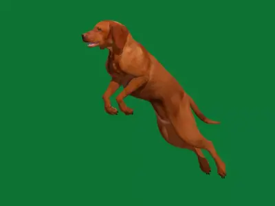 Vizsla Dog 3D model