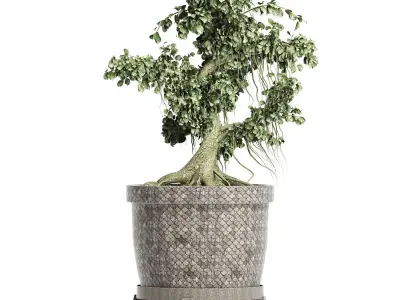 Plants Collection 172 Sageretia Theezans Mini Bonsai 3D model