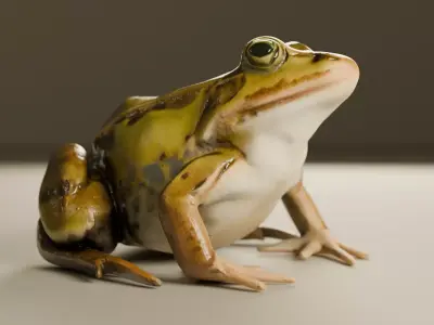 Realistic Frog 3D Model Game-Ready  PBR Textured Low-poly 3D model