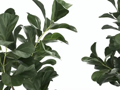 Artificial Ficus Plant in Pot 3D model