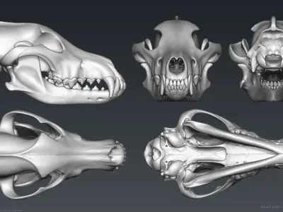 3D Wolf Skull - Highpoly sculpture 3D model