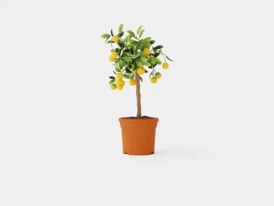 Citrus Calamondin stem Low-poly 3D model