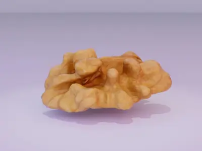Walnut half kernel high-poly 3D model