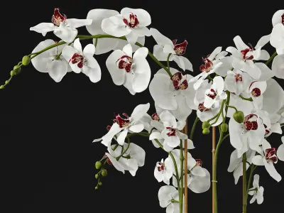 Orchid 11 3D model