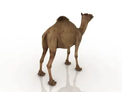 High quality camel 3D model