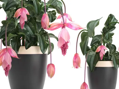 Collection Exotic plants Medinilla magnifica 3D model