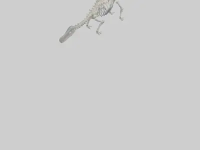 Plesiosaur Skeleton model Low-poly 3D model