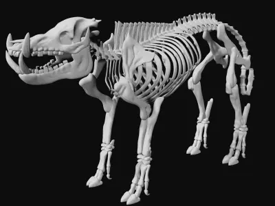Boar Skeleton Low-poly 3D model