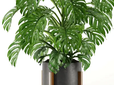 Plants set 01 3D model