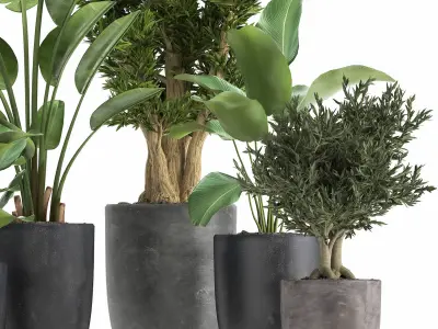 Houseplants in a flowerpot for the interior 965 3D model