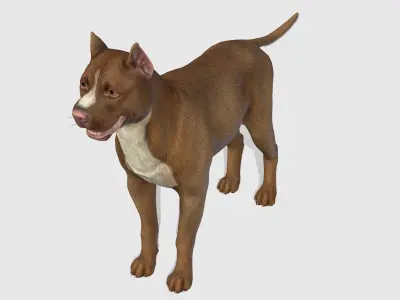 Dog - Pitbull Low-poly 3D model
