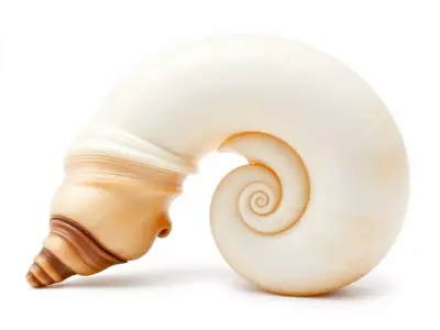 Seashell Spiral model pack Low-poly 3D model