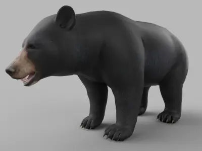 wild bear Low-poly 3D model