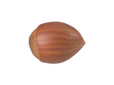 Photorealistic Hazelnut 3D Scan 3D model