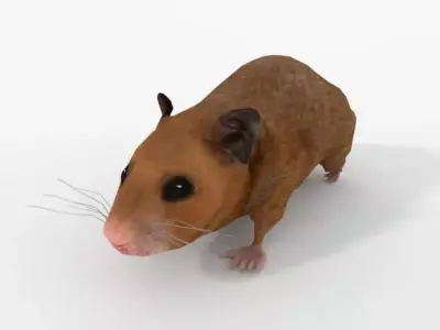 Syrian Hamster Low-poly 3D model