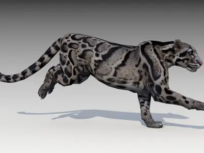 Clouded Leopard Low-poly 3D model