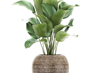 Ornamental plants in a rattan basket 779 3D model