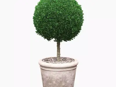 Potted Topiary Buxus 03 3D model