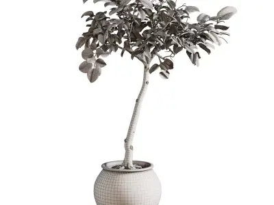 Ficus Plant in Rustic Clay Terracotta Pot 3D model