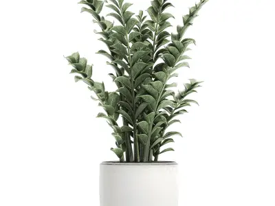 Zamioculcas in pots for the interior 616 3D model