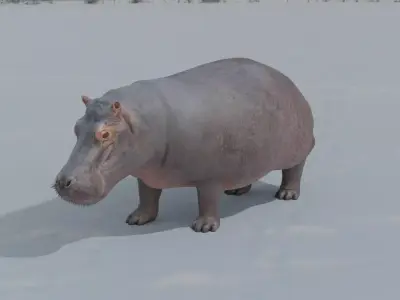 Hippo animated 3D 3D model