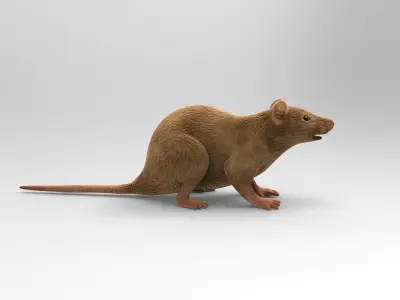 Mouse rat 3D model