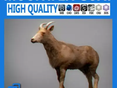 Mountain Goat 3D model