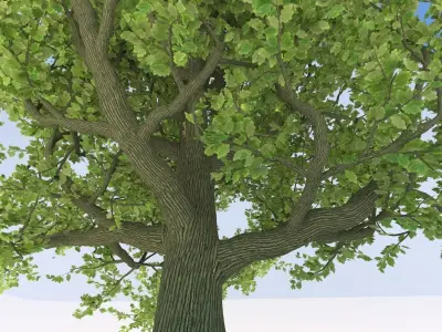 Oak tree Free 3D model