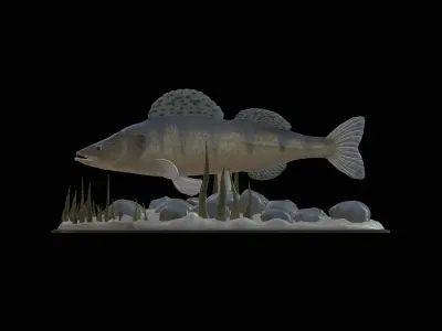 BIG ZANDER UNDERWATER STATUE DETAILED TEXTURE FOR 3D PRINTING 3D print model