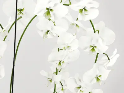 Orchid arrangement 3D model