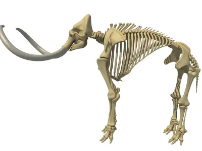 Mammoth Skeleton 3D model