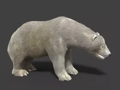 Polar Bear Animated 3D model