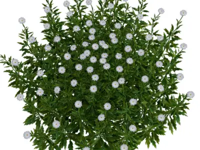 daisy Flower Low-poly 3D model