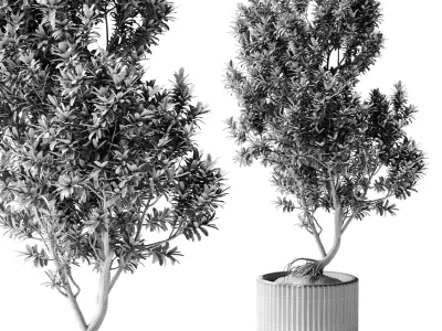  Indoor Plants 38 - Tree in Pot 3D model