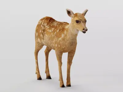 Deer Calf Fawn Animal Low-poly 3D model