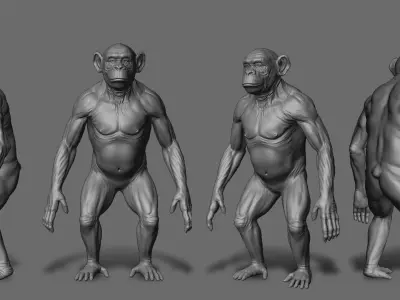 Chimpanzee 3D model buy