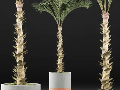 Plants Collection 132 Large Palm 3D model