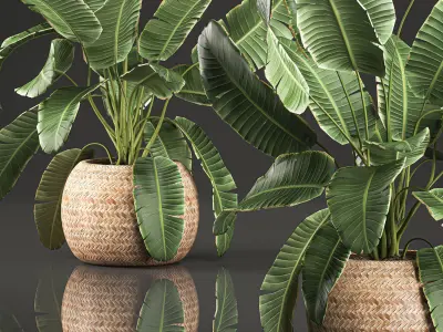 Decorative banana palms in a basket for the interior 589 3D model