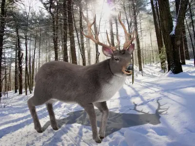 Fur Rigged Gray Deer Stag Low-poly 3D model