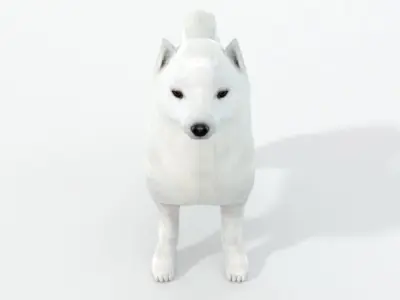 Samoyed White Low-poly 3D model