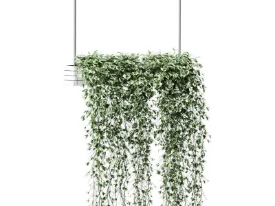 Plants in hanging pots Vinca major 3D model