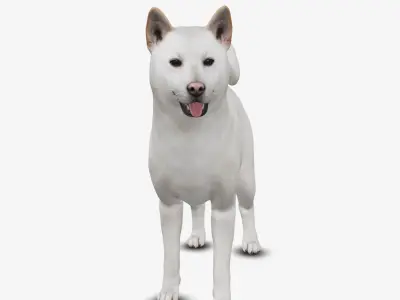 dog jindo Low-poly 3D model