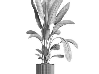 indoor plant 038 3D model