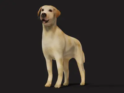 Labrador Dog Rigged with optional Fur  Low-poly 3D model