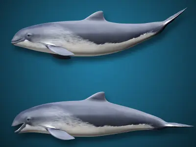 Harbour Porpoise 3D model
