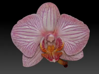 orchid flowers set 3D print model